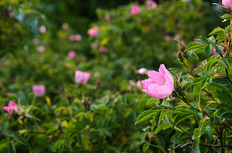 明亮粉红野玫瑰高清图片