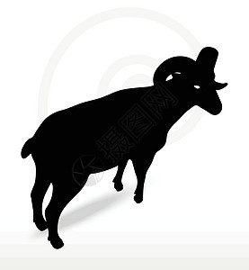 大角绵羊 摇摇头姿势黑色白色山羊插图阴影冒充草图荒野宠物哺乳动物图片