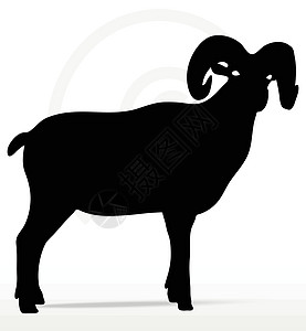 大角绵羊 摇摇头姿势荒野哺乳动物山羊黑色宠物草图阴影白色插图冒充图片