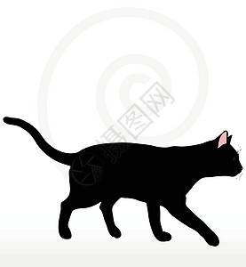 随身摆姿势老虎猎豹动物宠物野猫草图白色山猫哺乳动物黑色图片