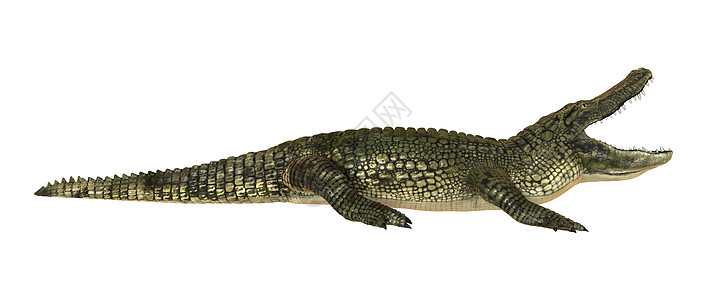 美洲鳄鱼热带野生动物牙齿白色荒野危险食肉动物捕食者皮肤图片