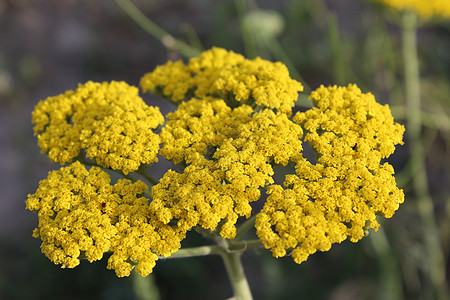 黄花麻罗阿基拉植物群千叶宏观植物绿色花朵黄色背景图片