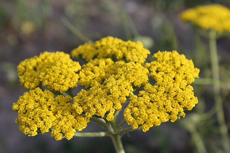 黄花麻罗阿基拉绿色千叶黄色宏观植物群花朵植物背景图片