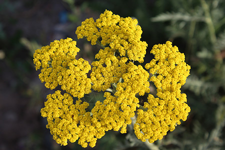 黄花麻罗阿基拉宏观千叶植物群花朵黄色绿色植物背景图片