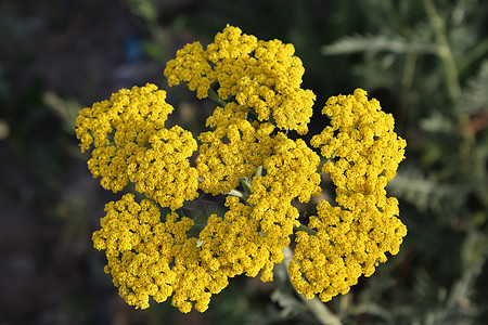 黄花麻罗阿基拉千叶宏观花朵绿色植物群植物黄色背景图片