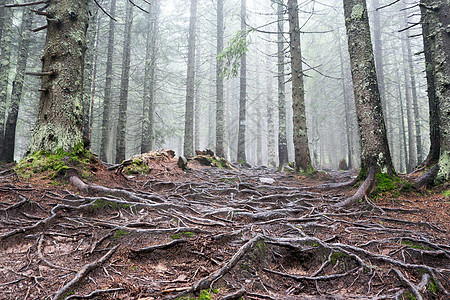 树根木头森林枞树植物学苔藓松树树干植物群日志生长图片