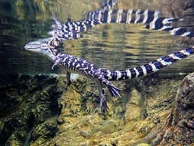 美国鳄鱼大鳄鱼短吻鳄科少年短吻鳄堆焊爬虫家族游泳水面鳄形图片