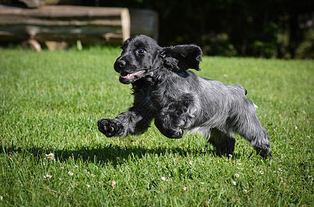 运行中的小狗狗跑步乐趣猎犬小狗自由锻炼宠物草地英语蓝色图片