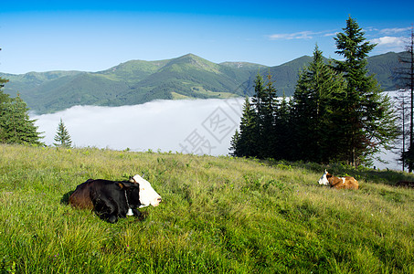 美丽的风景 绿山和一群牛群爬坡牧场草地高地斑点上坡土地场地奶牛牛肉背景图片