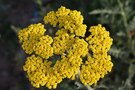 黄花麻罗阿基拉植物绿色千叶黄色宏观花朵植物群背景图片