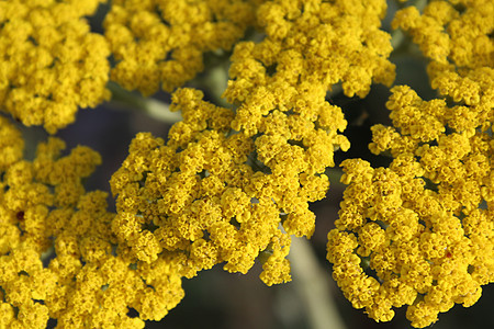 黄花麻罗阿基拉植物群宏观黄色花朵植物千叶绿色背景图片
