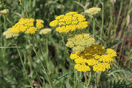 黄花麻罗阿基拉绿色宏观千叶植物黄色花朵植物群背景图片
