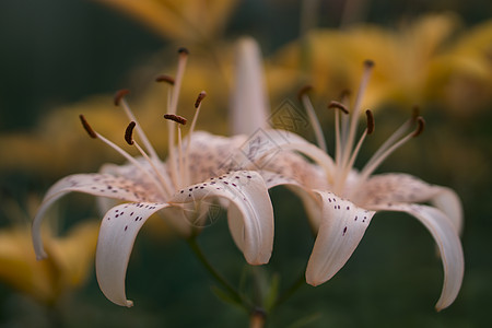 粉红百合花花花瓣生物花园草地百合场地地面宏观昆虫绿叶图片