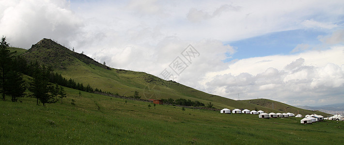 蒙古Ullanbaator附近的蒙古黄蜂图片