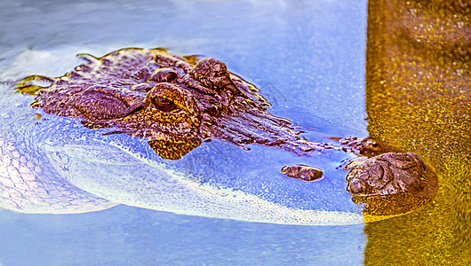 关器器短吻鳄鳄鱼水面冷血大鳄鱼短吻鳄科家族堆焊游泳爬虫图片