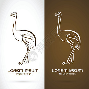 白色背景和棕色 b 上的食鸟设计矢量图像图片