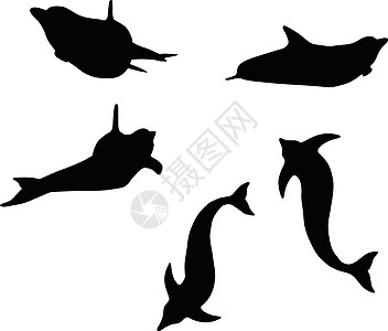 孤立的海豚光影高智商天性鲸鱼交际插图阴影姿势白色海洋生物冒充图片