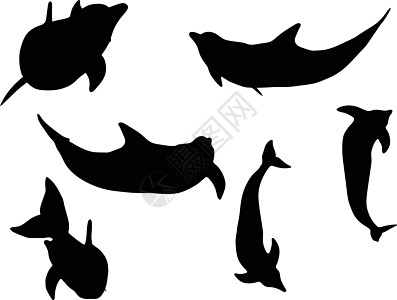 孤立的海豚光影草图海洋生物阴影高智商冒充姿势插图交际天性鲸鱼图片