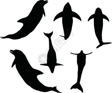 海豚光影海洋生物白色冒充高智商姿势草图交际鲸鱼阴影插图图片