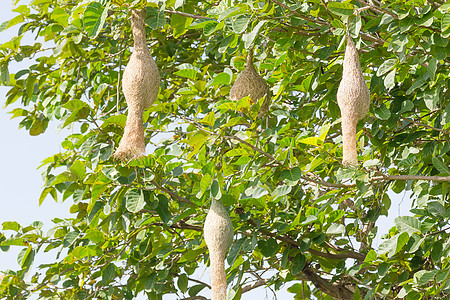 Baya 编织鸟巢房子稻草绿色森林巢鸟鸟类野生动物织布工丛林织工图片