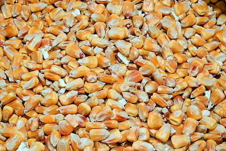 玉米袋生产爆米花核心植物存储营养解雇粮食食物麻布图片