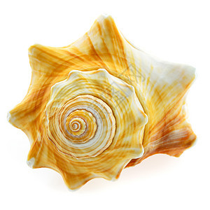 直方贝壳纪念品热带骨骼白色海螺扇贝海滩海洋图片