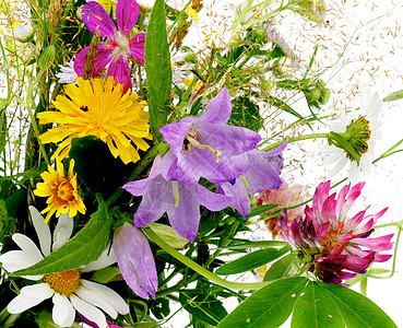 野花花束植物学毛茛插花花朵纹理雏菊紫色草族画幅植物图片