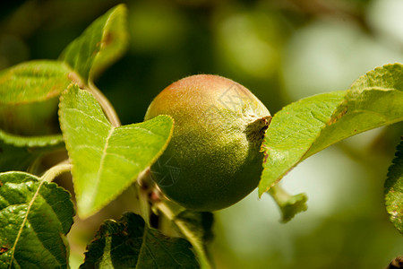 苹果树枝绿苹果在树枝上准备采伐 户外果园叶子花园小吃水果农业收成生长饮食农场背景