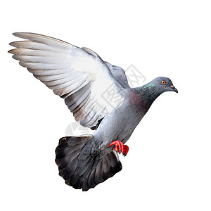 飞鸽鸟群行动天空动物象征巢鸟符号自由宠物飞行图片