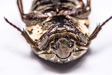 白色背景的蜜蜂黑色草皮眼睛收藏漏洞宏观鞘翅目动物学昆虫动物群荒野图片
