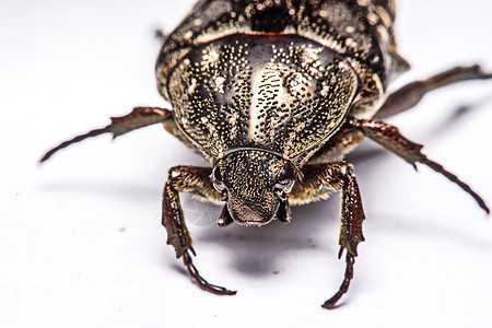 白色背景的蜜蜂黑色动物群宏观动物学昆虫学眼睛昆虫甲虫漏洞野生动物生物学图片