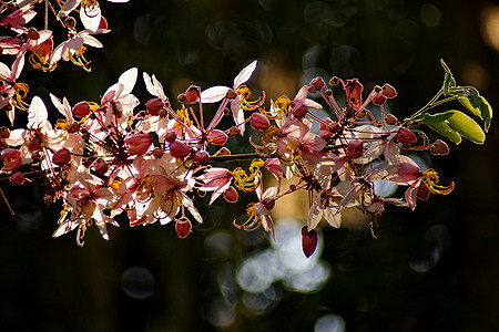 卡西亚贝克亚纳植物群植物花园热带淋浴白色季节粉红色粉色决明子图片