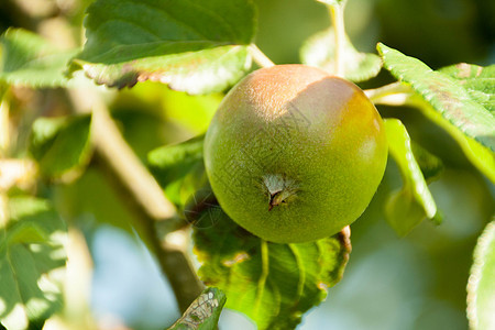 绿苹果在树枝上准备采伐 户外农场生长果园饮食季节植物叶子水果花园收成图片