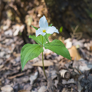 在野外生长的白色三角花瓣雌蕊荒野野花植物高清图片