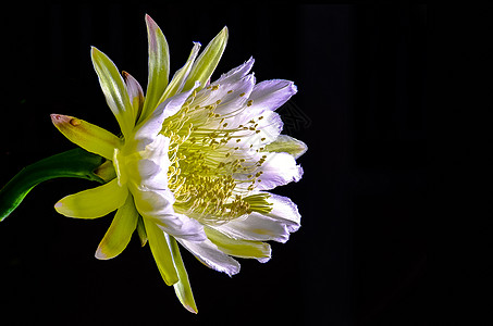 夜起闪亮的宙斯季节性植物白色沙漠情调花瓣女王区系异国蜡样图片