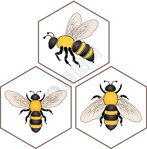 蜂蜜室的蜜蜂计算机生活方式梳理徽章动物创造力橙色图标甜食蜂窝图片