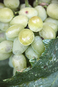 葡萄浆果美食藤蔓食物植物甜点酒厂茶点叶子葡萄园图片