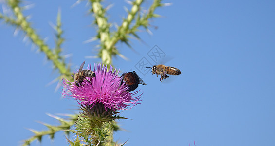 蜜蜂飞向花朵花瓣蜂蜜昆虫黄色翅膀植物花园天空野生植物绿色图片