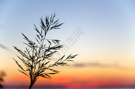 夕阳下的稻草背景图片