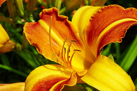 花朵黄橙色百合花的Pistil和stamens花瓣橙黄色花园植物背景图片