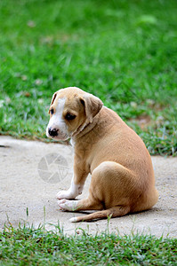 Amstapp 小养小狗白色宠物职员动物幼兽员工血统草地工作室猎犬图片