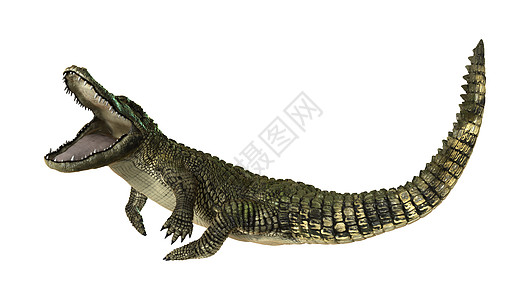 美洲鳄鱼动物捕食者攻击尾巴爬行动物野生动物白色短吻鳄两栖动物荒野图片