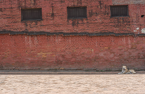 尼泊尔砖墙和狗的视图背景图片