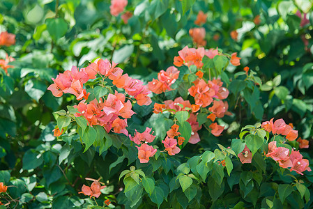 布干维尔a绿色叶子藤蔓气候植物花卉橙色热带图片