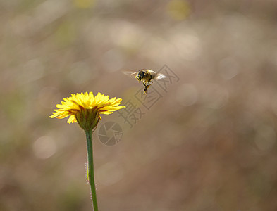 蜜蜂飞到丹德利翁生态植物蜂蜜花粉野生动物翅膀场地花瓣昆虫工作图片