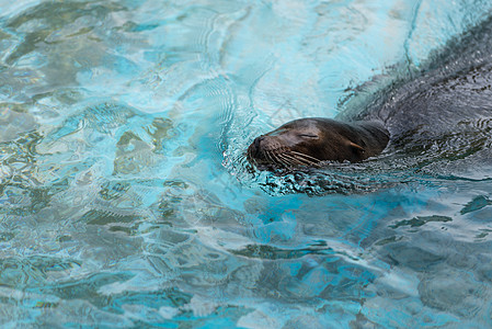 游泳海豹海洋哺乳动物动物蓝色背景图片