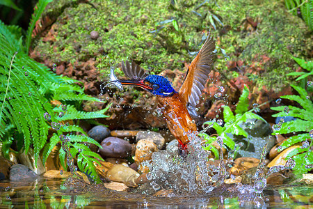 蓝耳朵捕鸟王   男性野生动物鸟类蓝耳羽毛森林翠鸟热带蓝色雨林荒野图片