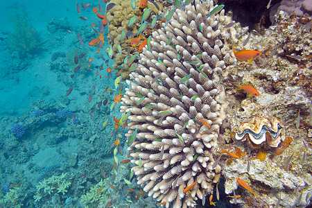含外来鱼类的珊瑚礁 安提亚斯和绿铬 水下图片