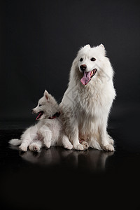 霍斯基摄影犬类黑色猎犬爪子小狗白色友谊纯品种工作室图片