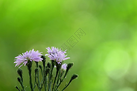 紫色玛格丽特花朵 绿色花园背景模糊公园植物群紫色图片